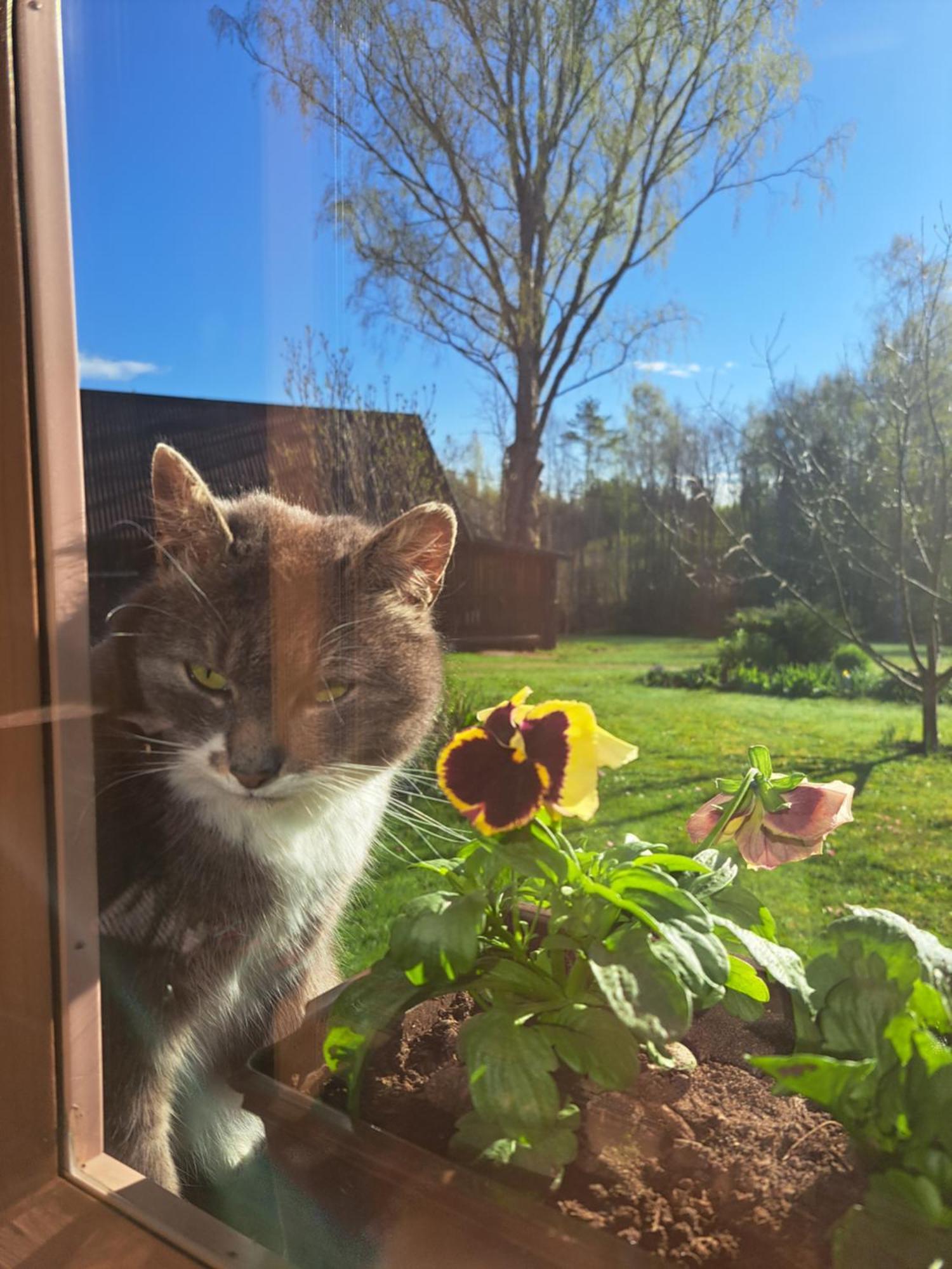 Korgemaee Puhketalu Pension Eoste Buitenkant foto